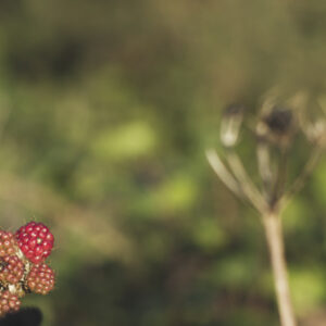 Lulu Landscape Photographs for Sale. See her gallery. Dun Laoghaire Berries Printed onto Canvas or Framed. Lulu Photography at The Pictorium Monkstown Dublin. New Baby, Christeneting, Communion, Family Wedding Birthday Anniversary Events.