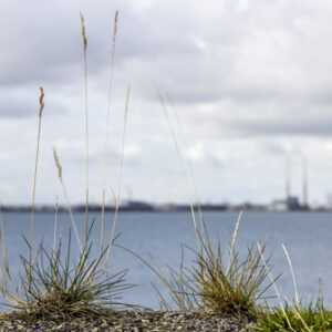 Lulu Landscape Photographs for Sale. See her gallery. Poolbeg Chimneys Printed onto Canvas or Framed. Lulu Photography at The Pictorium Monkstown Dublin. New Baby, Christeneting, Communion, Family Wedding Birthday Anniversary Events.