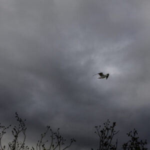 Lulu Landscape Photographs for Sale. See her gallery. Dalkey Seagull Seascape Printed onto Canvas or Framed. Lulu Photography at The Pictorium Monkstown Dublin. New Baby, Christeneting, Communion, Family Wedding Birthday Anniversary Events.
